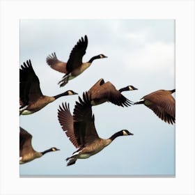 Canadian Geese In Flight Canvas Print