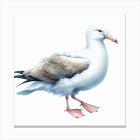 Albatross Canvas Print