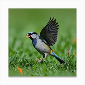 Bird Natural Wild Wildlife Tit Sparrows Sparrow Blue Red Yellow Orange Brown Wing Wings (44) Canvas Print