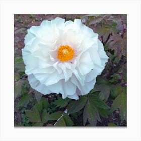 White Peony in Japan Canvas Print