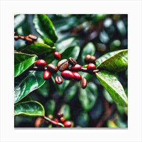 Coffee Beans On A Tree 26 Canvas Print