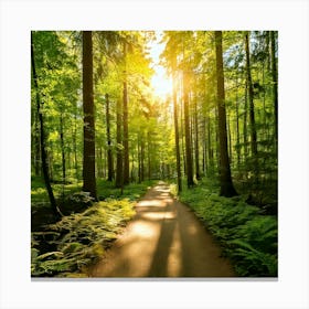 Firefly Sunlit Path Forest Background 59391 Toile