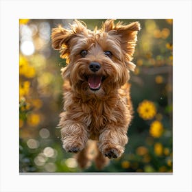 Yorkshire Terrier Jumping Canvas Print