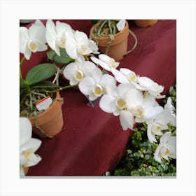 White Orchids 6 Canvas Print