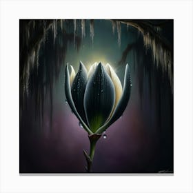 Lily Of The Night Canvas Print