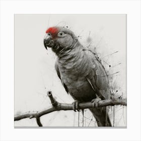 Parrot 2 Canvas Print