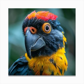 Parrot, Parrots, Parrot Canvas Print