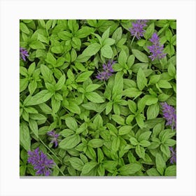 Purple Basil Canvas Print