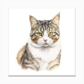 American Wirehair Longhair Cat Portrait 1 Canvas Print