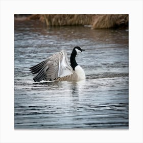 Firefly Head, Lake, Canada, Bird, Outdoors, Canadian Goose, Winter, Resting, Wing, Fowl, Water Bird, (11) Canvas Print