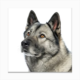 Norwegian Elkhound Dog Portrait Stampe su tela