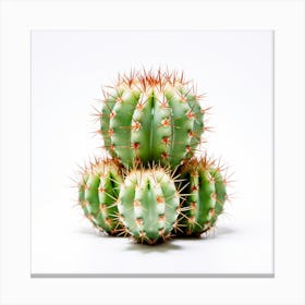 Cactus Canvas Print