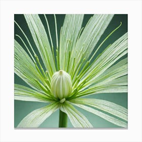 Frame Created From Fennel On Edges And Nothing In Middle Miki Asai Macro Photography Close Up Hyp (3) Canvas Print