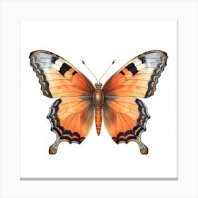 Butterfly 2 Canvas Print