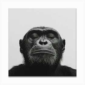 Chimpanzee 1 Canvas Print