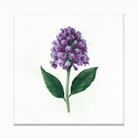 Purple Hyacinth Canvas Print
