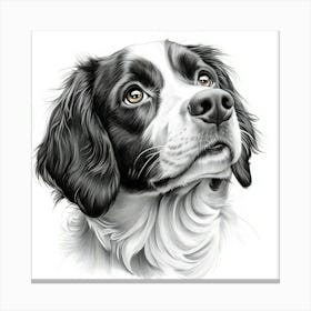 English Springer Spaniel Canvas Print