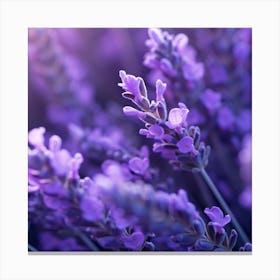 Lavender Flowers 13 Canvas Print