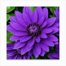 Purple Dahlia Canvas Print