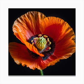 Ethereal poppy flower 10 Canvas Print