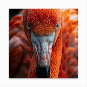Flamingo 20 Canvas Print