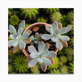 Cactus Canvas Print