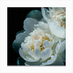 Peonies Aquatic With Overlapping Elements And Unde Canvas Print