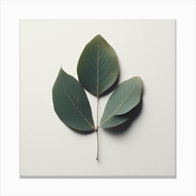 Eucalyptus Leaf 8 Canvas Print