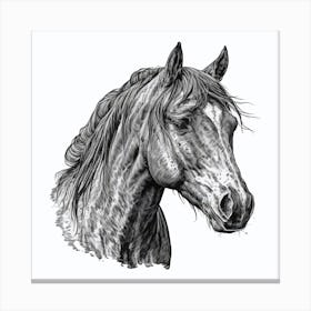 Horse Head Drawing Canvas Print