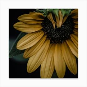 Sunflower Canvas Print