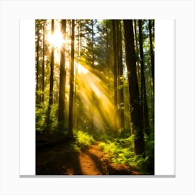 Sunbeams In The Forest Canvas Print