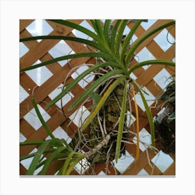 Air Plant Canvas Print