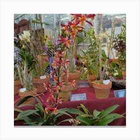 Orchids In A Greenhouse 7 Canvas Print