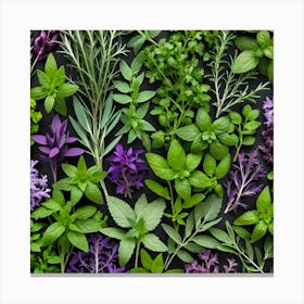 Top View Of Herbs On A Black Background Canvas Print