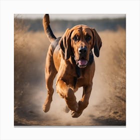 Bloodhound Running Canvas Print