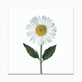 Daisy Canvas Print