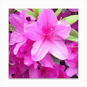 Azaleas 5 Canvas Print