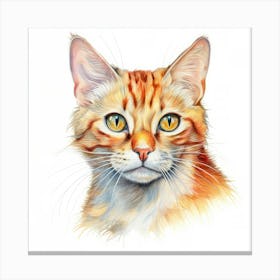 Mandarin Cat Portrait 2 Canvas Print