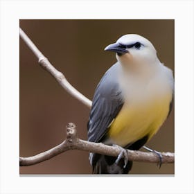 Rufous-Tailed Robin Canvas Print