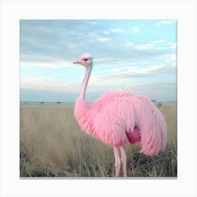 Pink Ostrich Of The Plains Canvas Print