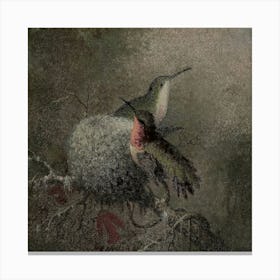 Hummingbirds In Nest Canvas Print