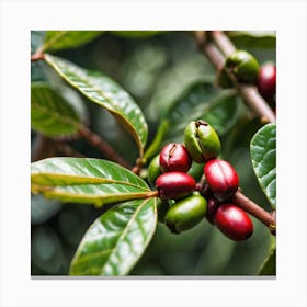 Coffee Beans On A Tree 44 Canvas Print