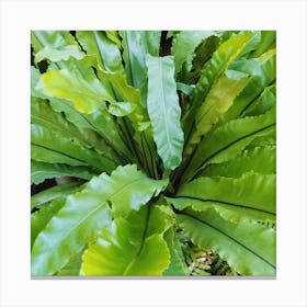 Ferns Canvas Print