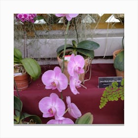 Orchids 12 Canvas Print