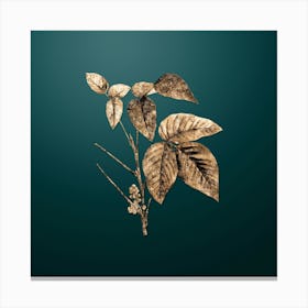 Gold Botanical Eastern Poison Ivy on Dark Teal n.4629 Canvas Print