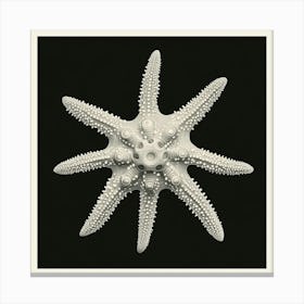 Starfish 1 Canvas Print