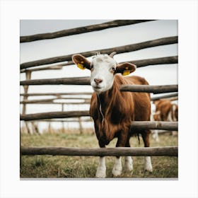 Cow Behind A Fence Canvas Print