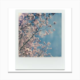 Polaroid Cherry Blossom 02 Canvas Print