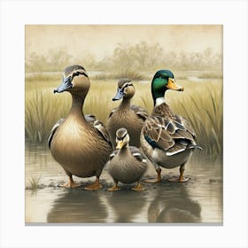 Mallard Ducks 1 Canvas Print