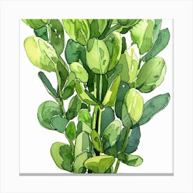 Eucalyptus 5 Canvas Print